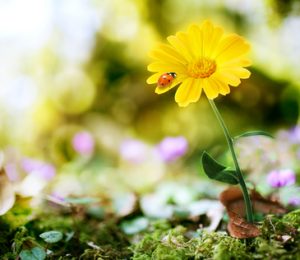 flower on nature background with bokeh